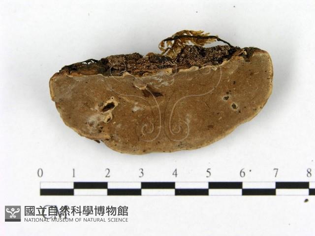 登錄號:F0008831藏品圖，第3張