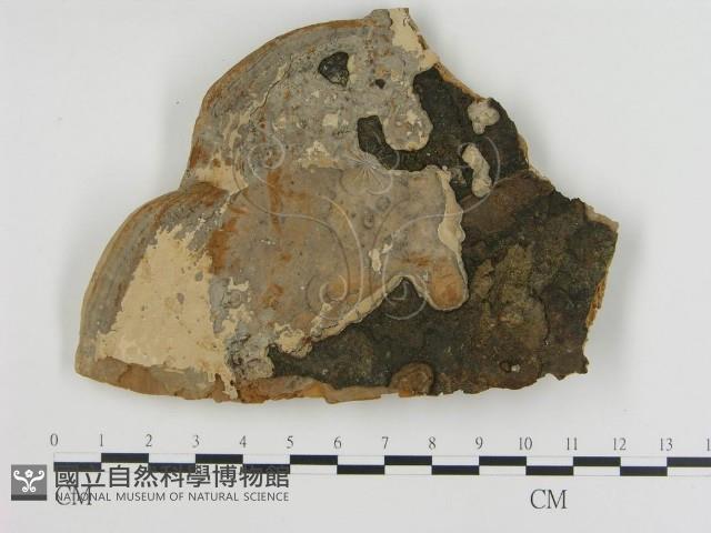 登錄號:F0018831藏品圖，第1張