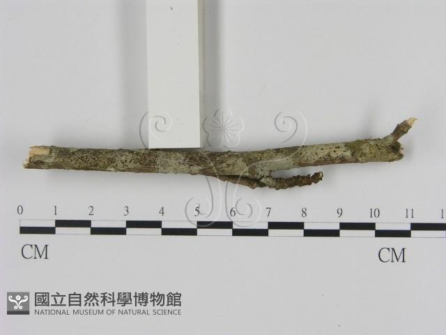 刺革菌屬藏品圖，第3張