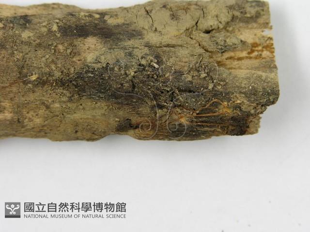 登錄號:F0010831藏品圖，第3張