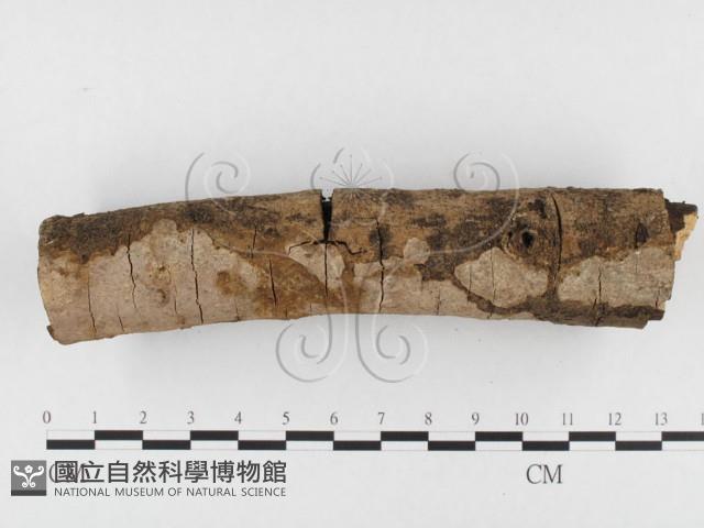 登錄號:F0026831藏品圖，第3張