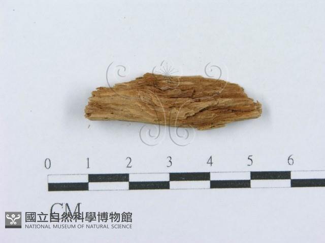 射脈菌屬藏品圖，第3張