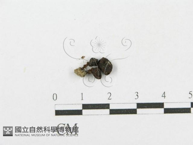 登錄號:F0001831藏品圖，第3張