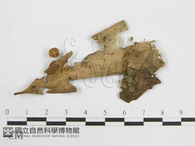 微皮傘屬藏品圖，第3張