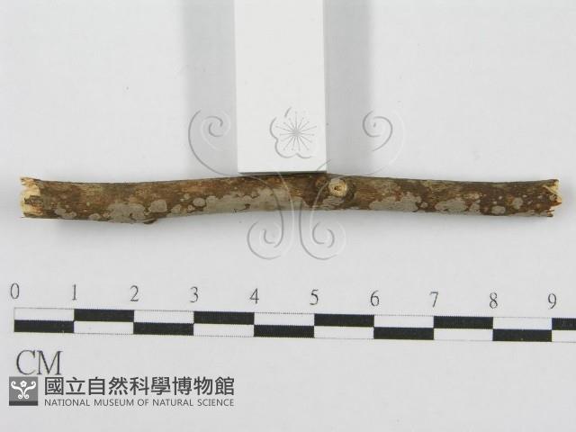 筍殼菌屬藏品圖，第3張