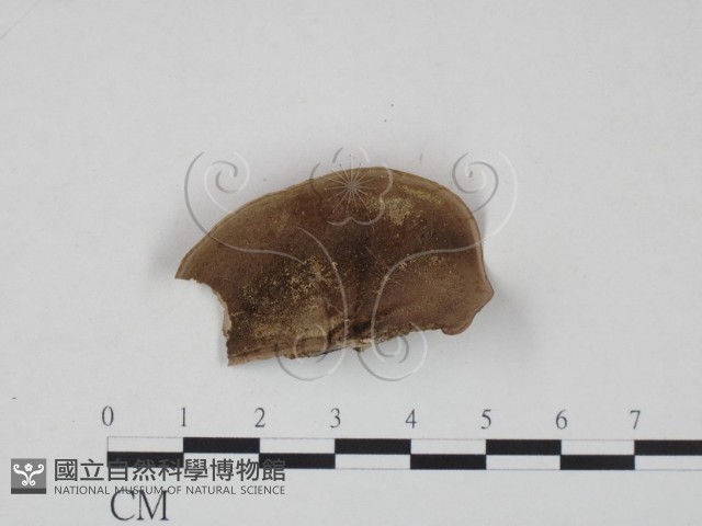 登錄號:F0007831藏品圖，第3張