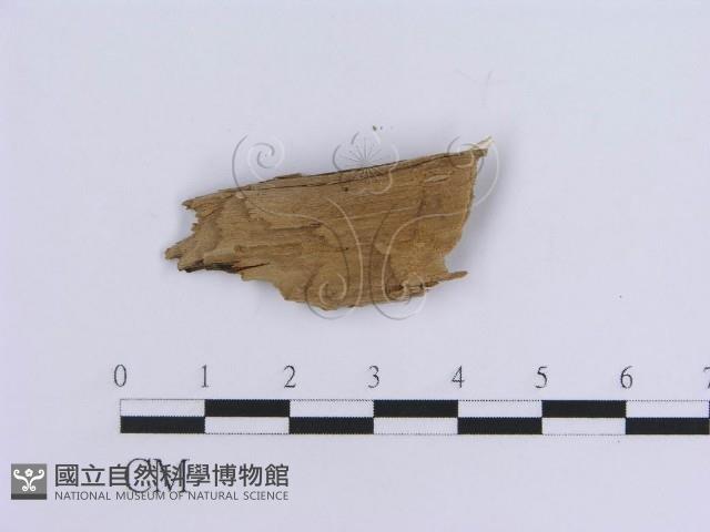 登錄號:F0017831藏品圖，第3張