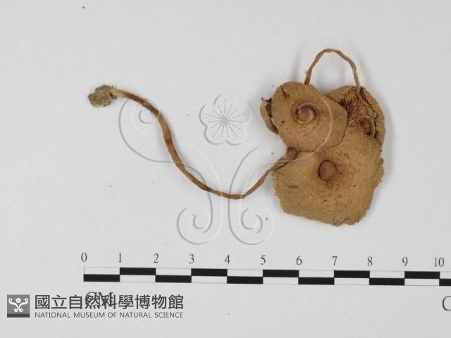 登錄號:F0025831藏品圖，第3張