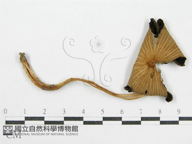 鬼傘屬藏品圖，第3張