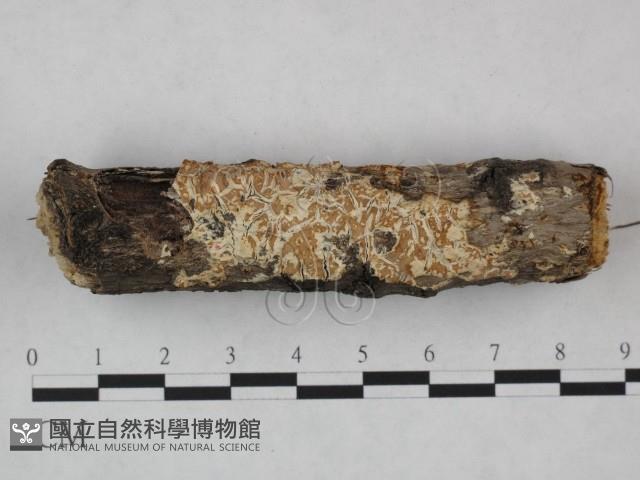 登錄號:F0023831藏品圖，第3張