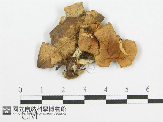 登錄號:F0003831藏品圖，第3張