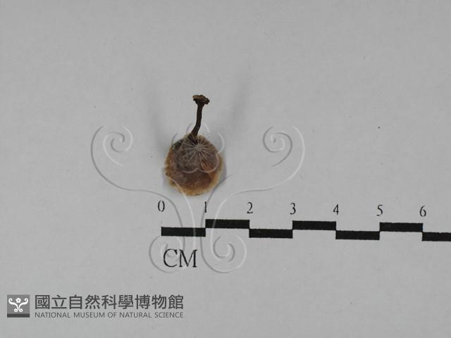 登錄號:F0028931藏品圖，第3張