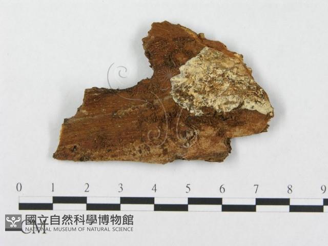 針齒銳岩菌藏品圖，第3張