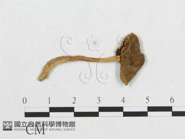 登錄號:F0010931藏品圖，第3張