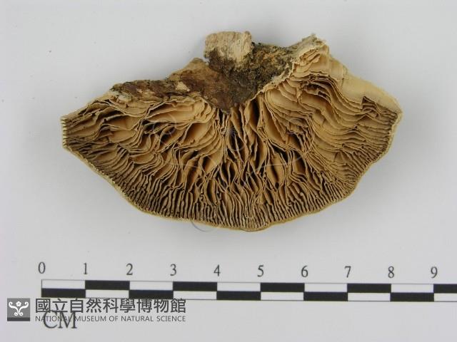 登錄號:F0006931藏品圖，第3張