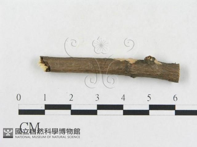 登錄號:F0016931藏品圖，第3張