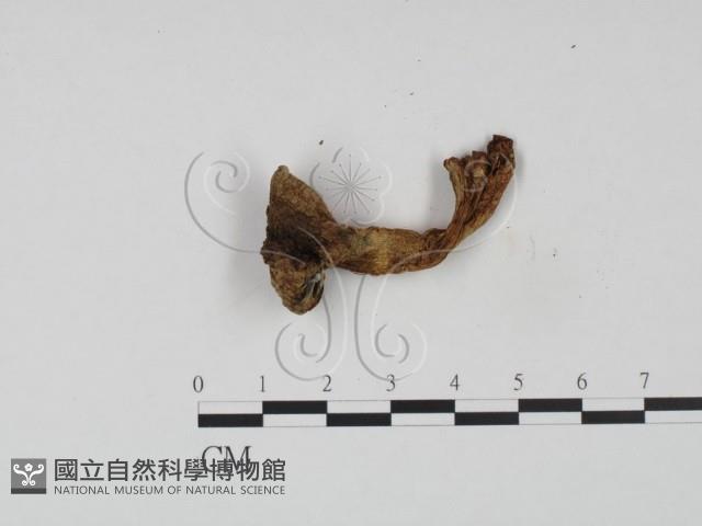登錄號:F0021931藏品圖，第3張