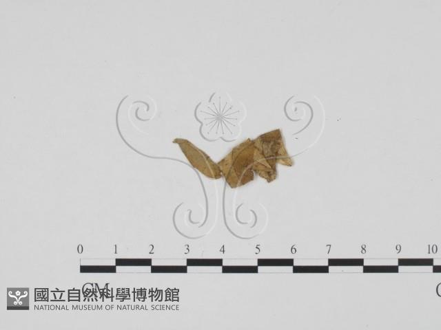 登錄號:F0011931藏品圖，第3張
