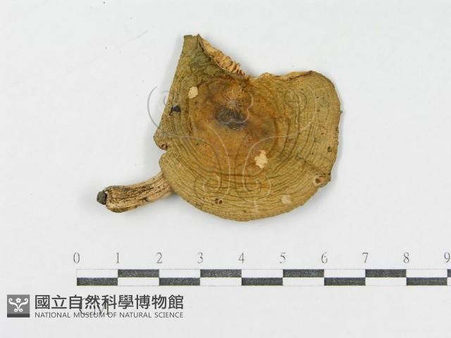 登錄號:F0004931藏品圖，第3張