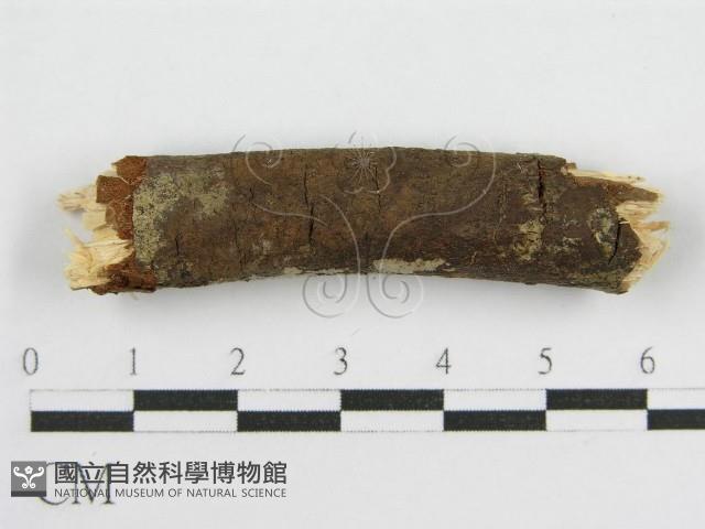 登錄號:F0012931藏品圖，第3張