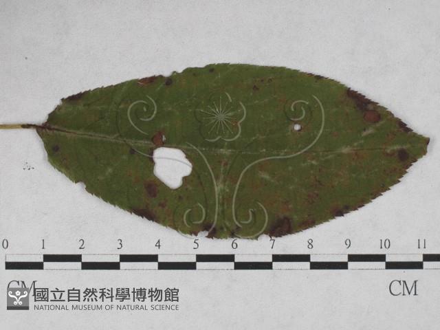 登錄號:F0027931藏品圖，第1張