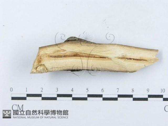登錄號:F0017931藏品圖，第3張