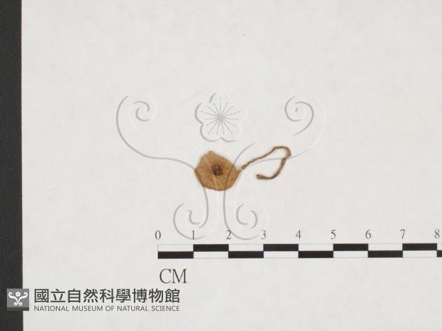 登錄號:F0025931藏品圖，第3張