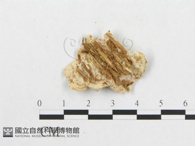 登錄號:F0005931藏品圖，第3張