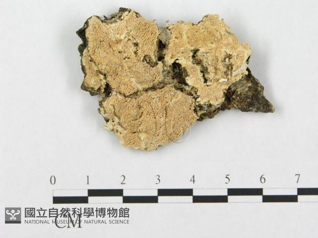 登錄號:F0019931藏品圖，第1張
