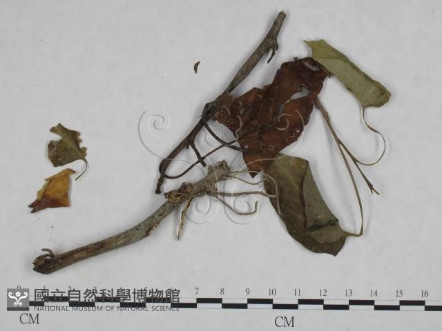 登錄號:F0023931藏品圖，第3張