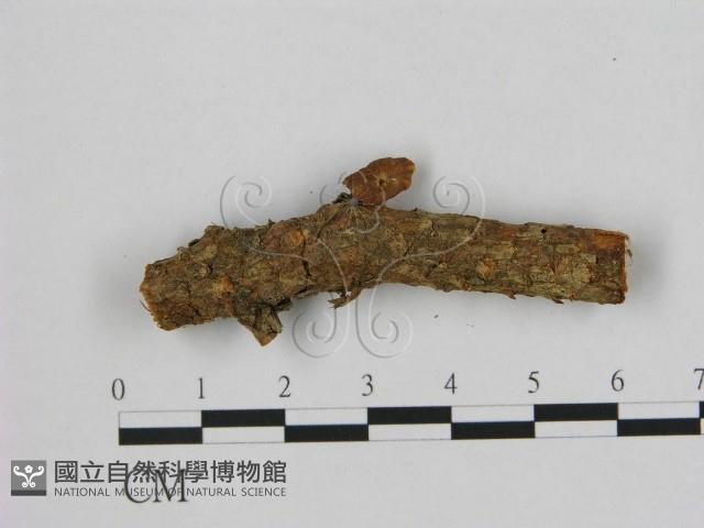 登錄號:F0000631藏品圖，第1張