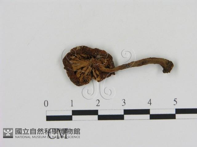 登錄號:F0010631藏品圖，第3張