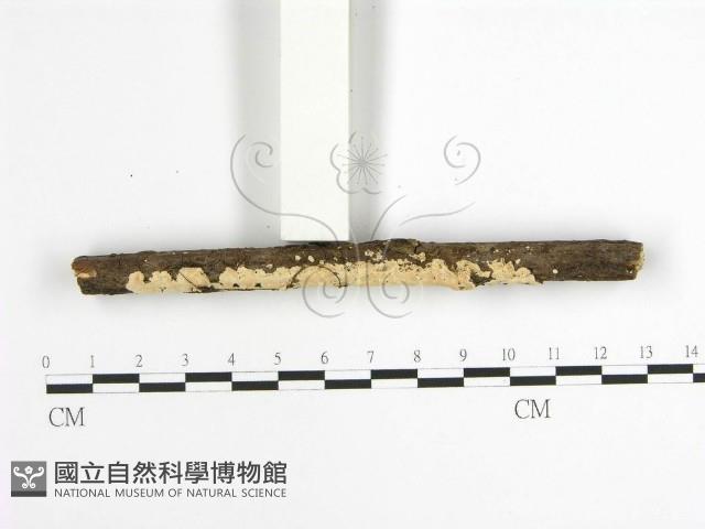 登錄號:F0001631藏品圖，第3張