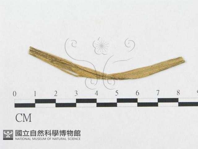 登錄號:F0011631藏品圖，第1張