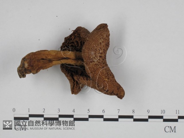 登錄號:F0024631藏品圖，第3張