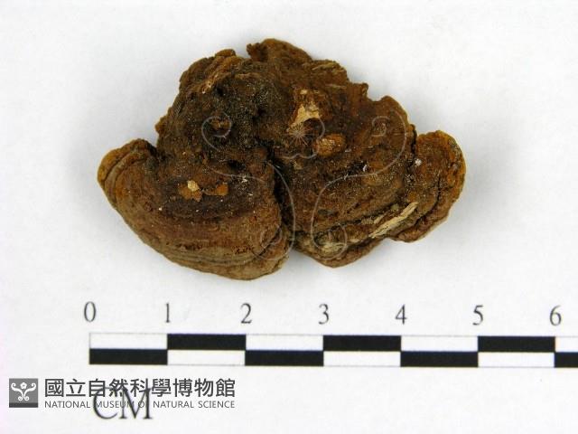 登錄號:F0004631藏品圖，第3張