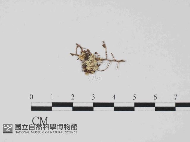 登錄號:F0014631藏品圖，第3張