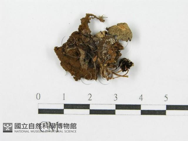 登錄號:F0012631藏品圖，第3張