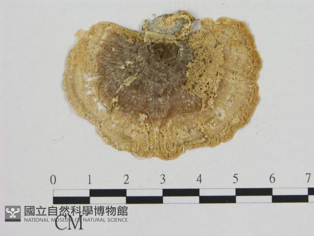 小孔菌屬藏品圖，第3張