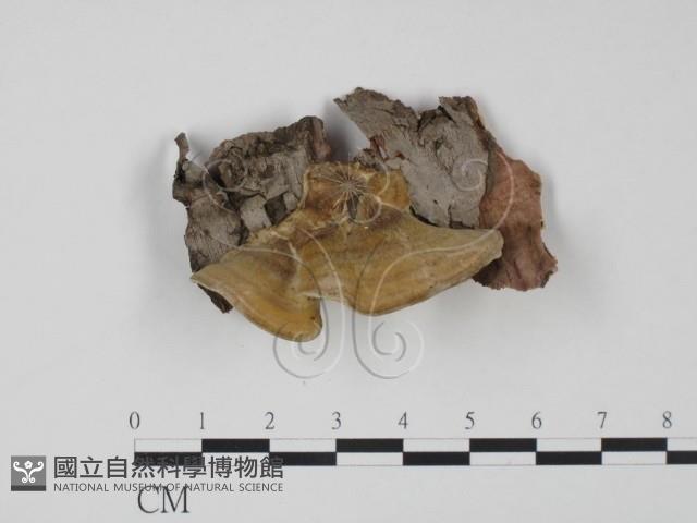 登錄號:F0017631藏品圖，第3張