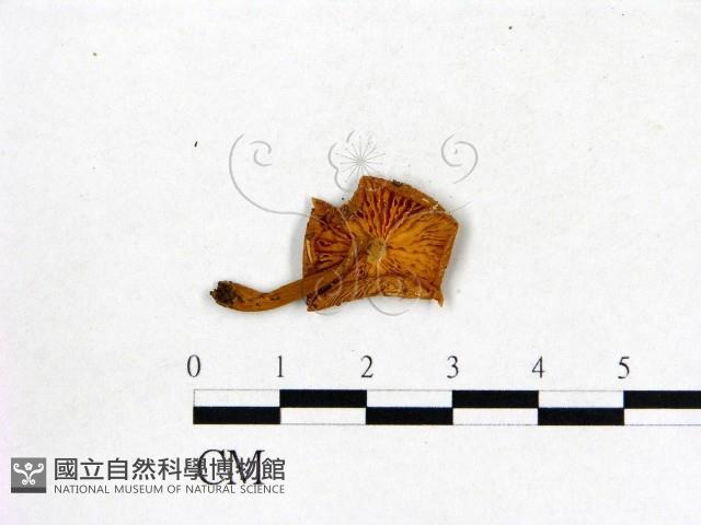 登錄號:F0005631藏品圖，第3張