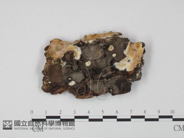 登錄號:F0009631藏品圖，第3張