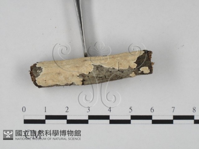 齒耳菌屬藏品圖，第3張