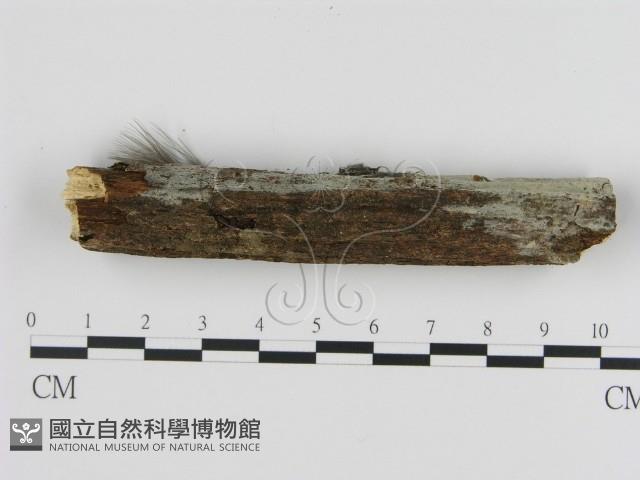 登錄號:F0003631藏品圖，第3張