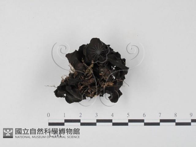 登錄號:F0016431藏品圖，第3張