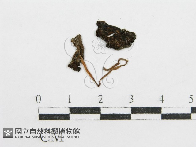 鬼傘屬藏品圖，第3張