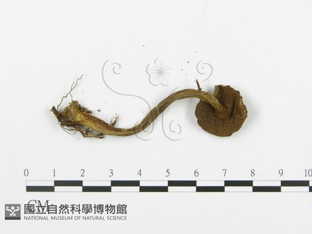 登錄號:F0014431藏品圖，第3張