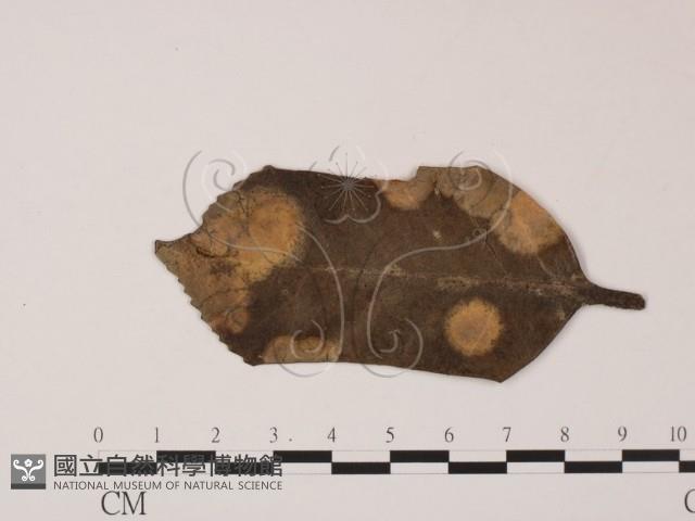 登錄號:F0022431藏品圖，第3張