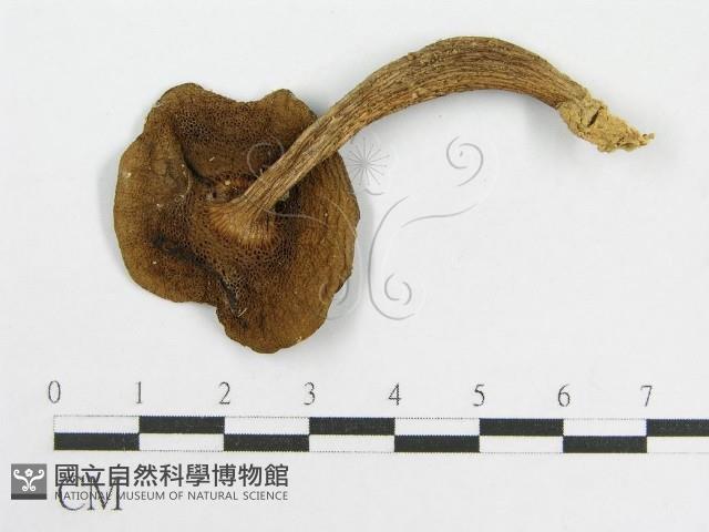 登錄號:F0012431藏品圖，第3張