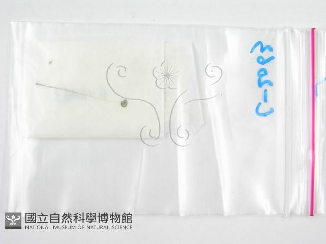 鬼傘屬藏品圖，第3張